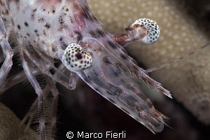 Dusky Prawn, portrait by Marco Fierli 